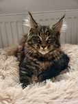 Koteczki Maine Coon, FPL