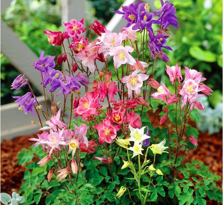 Orlik. Nadwyżki ogrodowe