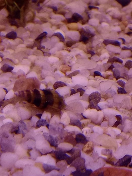 Ślimaki akwariowe -Helenki