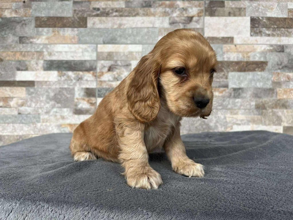 Cocker spaniel suczka