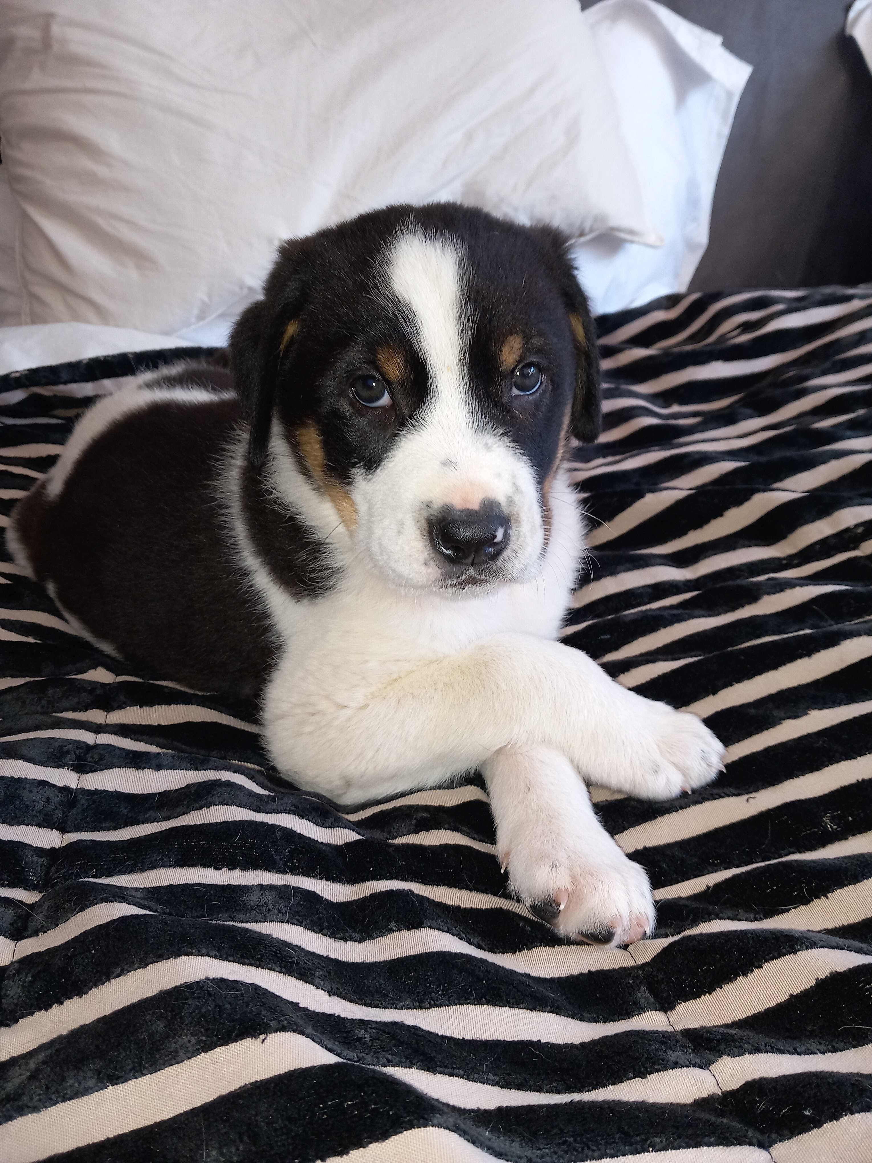 Cães Bebês para adopção