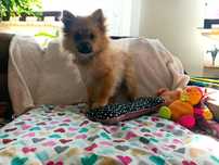 Pomeranian Szpic Miniaturowy