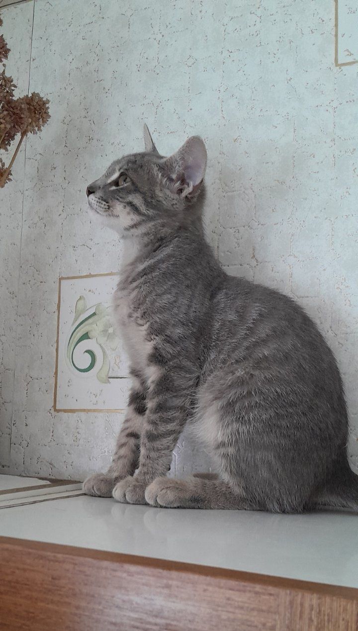 Маленький полосатый котёнок мальчик ищет дом! Котята! Отдам в хорошие