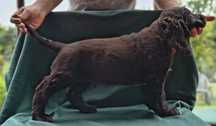 Płochacz Niemiecki ( Spaniel Niemiecki), Wachtelhund