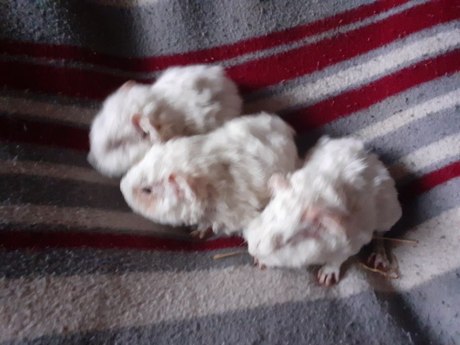 Świnka morska kawia domowa