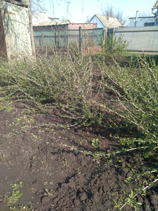 Продается очень урожайный сорт крыжовника Малахит, саженцы 3 года уже