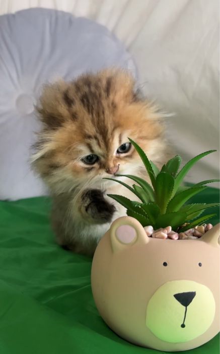 Неймовірної краси дівчинка Scottish fold