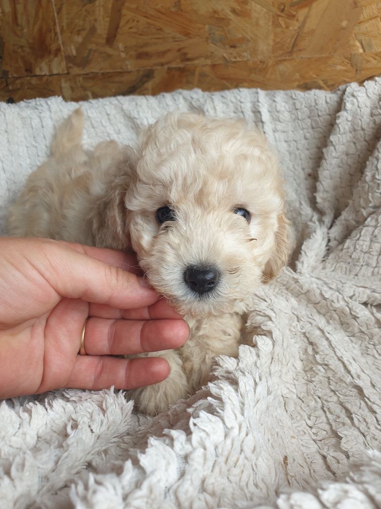 Bichpoo. Poochon. Chłopczyk Prince