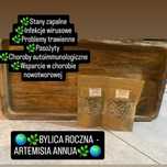 Bylica Roczna Artemisia Annua 100 sztuk Pasożyty Kuracja Oczyszczanie
