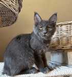 Niebieska koteczka Maine Coon