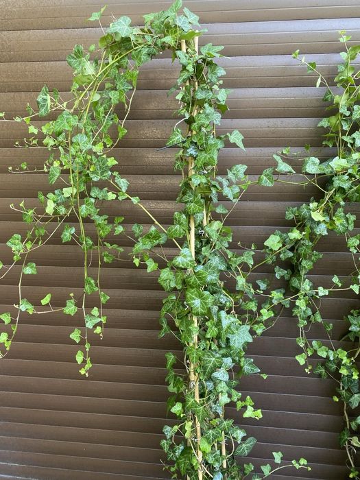 Bluszcz Hedera Helix 200-300cm