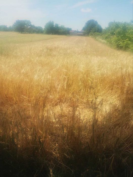 Земельна ділянка, село Молодаво Третє