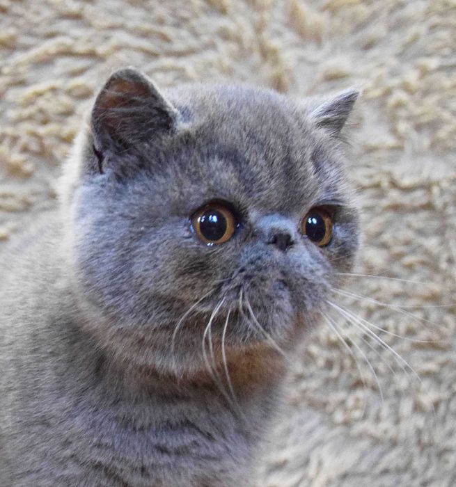 Kocurek egzotyczny krótkowłosy