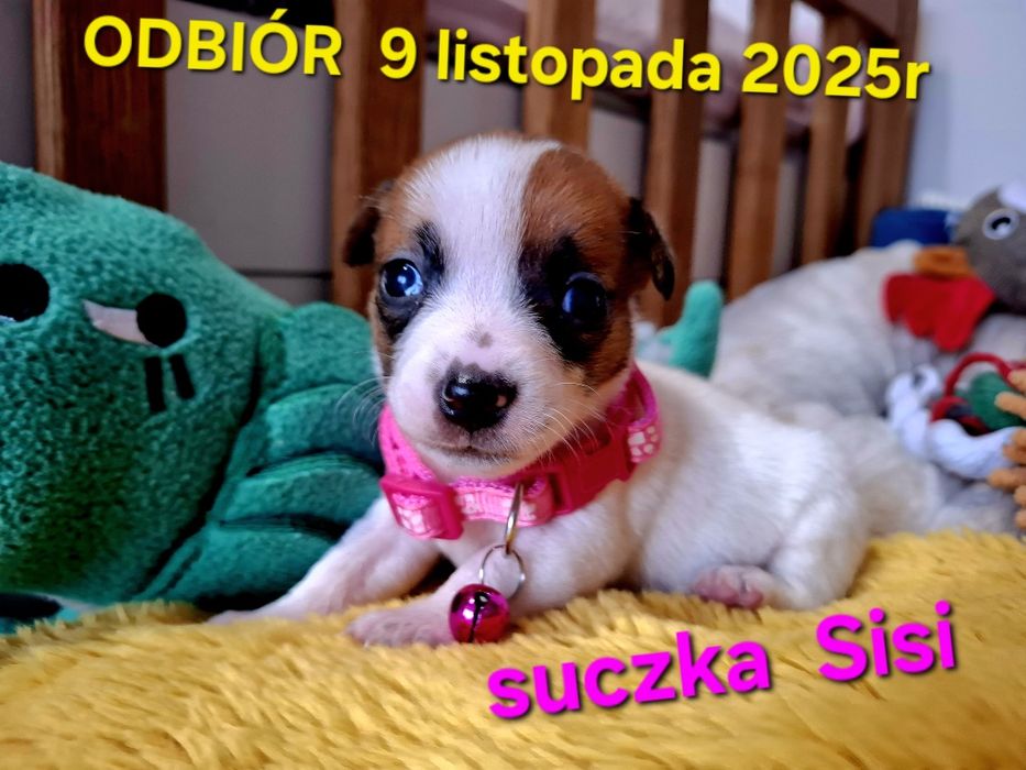 Malutka Sisi Jack JUŻ DO ODBIORU tata FCI RODZICEw  hodowli