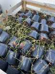 Plantas mirtilo primavera 2025