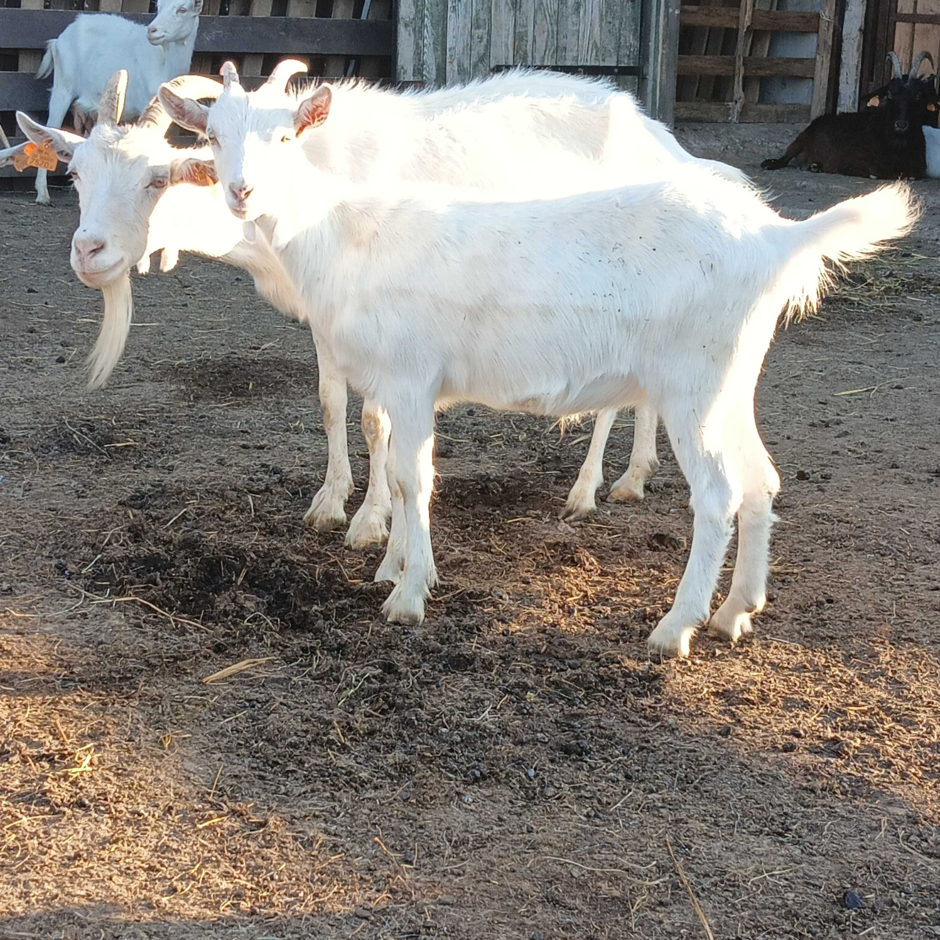 Sprzedam kozę matkę z młodą kózka