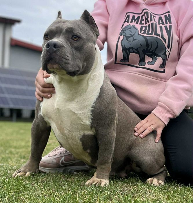 American Bully piesek ABKC