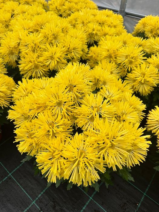 Piękne Chryzantemy duży wybór