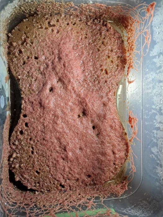 червь трубочник червь трубочник.Tubifex tubifex ТРУБКОВИК