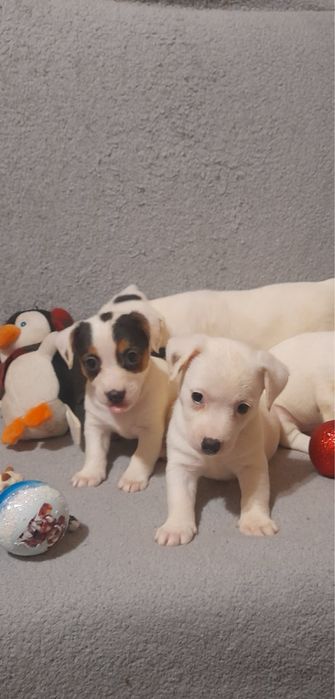 Харизматичні леді Джек рассела