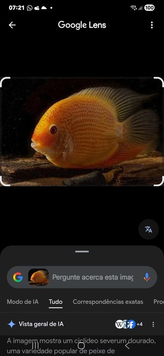 Severum red spot RESERVADO