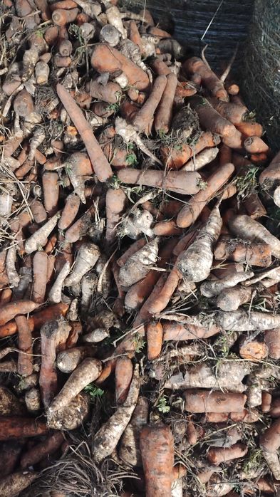 Pietruszka z marchewką