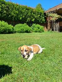 Jack Russell Terrier piesek