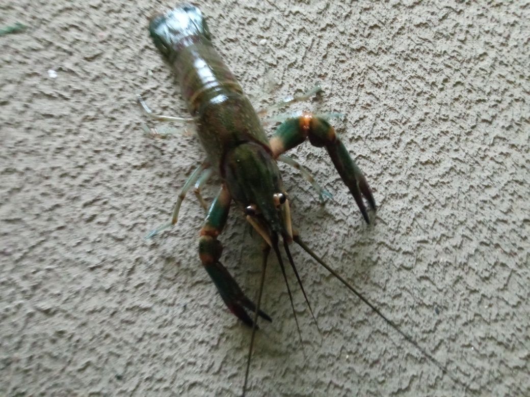 Rak Australijski do akwarium