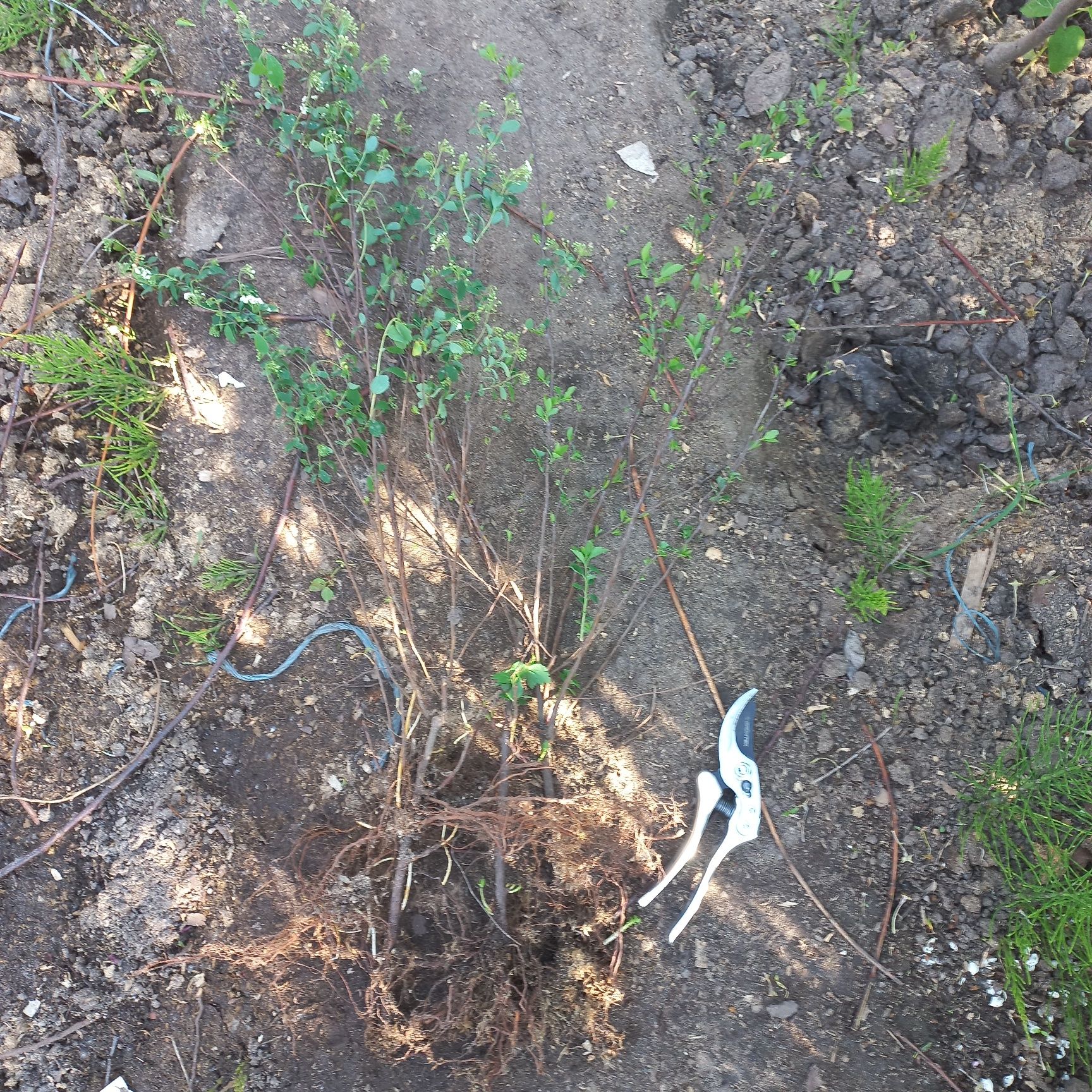 Продам спирею Вангута (невеста) Spiraea