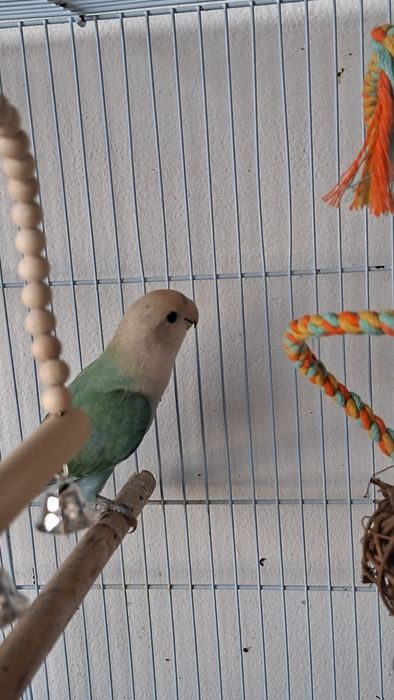 Agapornis Roseicollis Fêmea