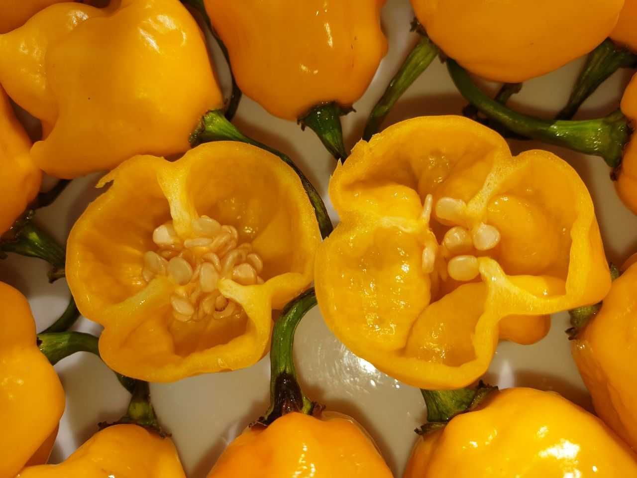 Продам насіння Carolina Reaper Yellow/ Кароліна Ріпер Жовтий