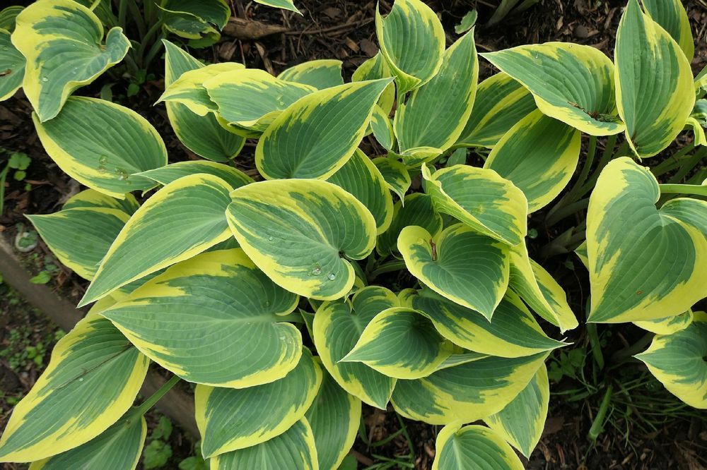 Funkia Hosta 'First Frost' W DONICZCE 2.0L Żółte brzegi, liście