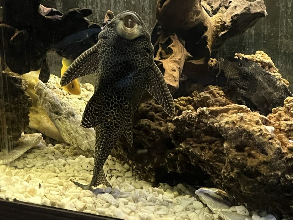 Zbrojniki lamparcie duże