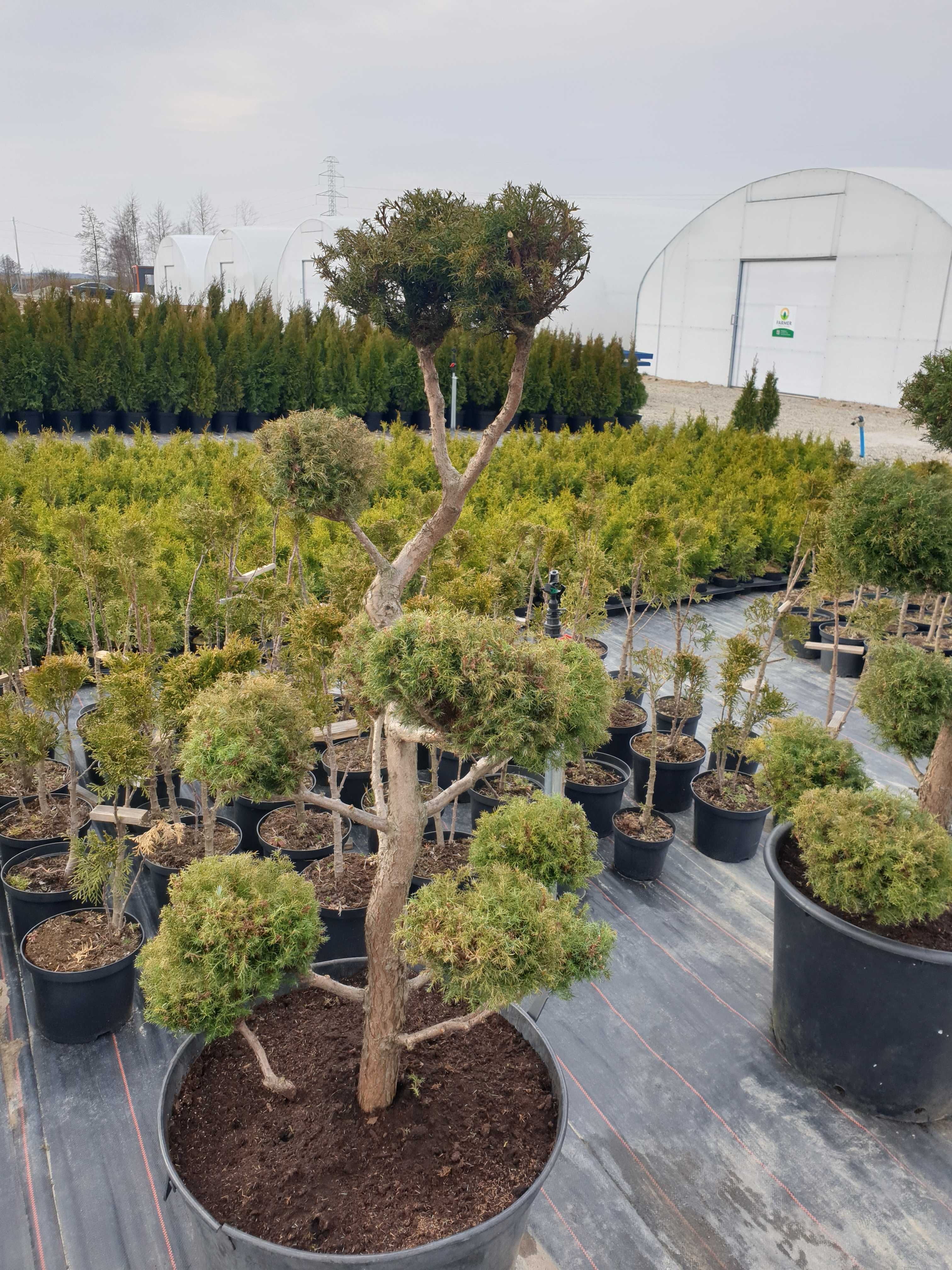 Bonsai drzewo formowane , cyprys