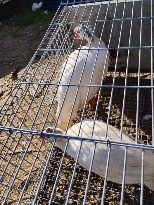 Galinhas de Angola ou galinhas fracas