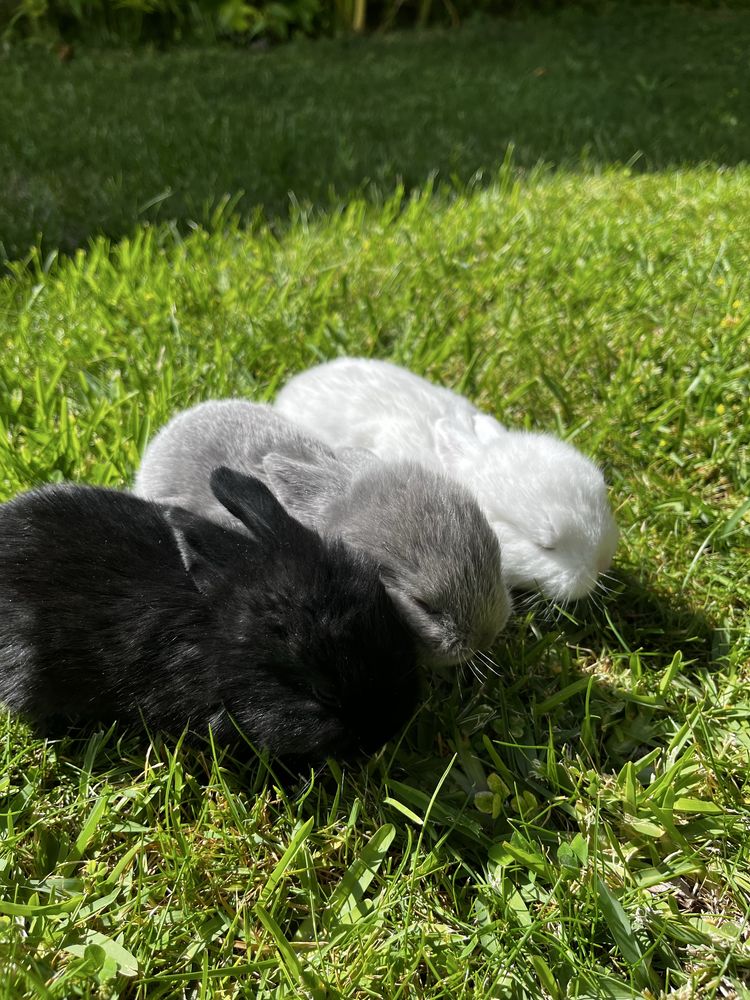 Criador coelhos mini Lop (orelhudos)