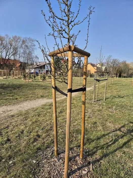 Zestaw do palikowania drzewek - drewno impregnowane