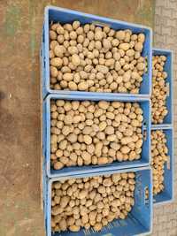 Ziemniaki w typie sadzeniaka Soraya