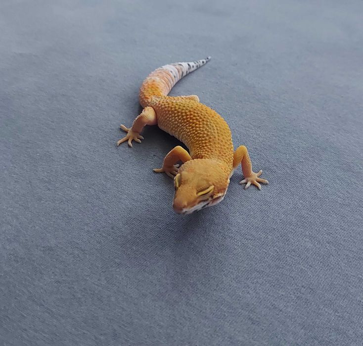 Gekon lamparci - samica