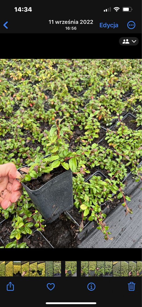 Cotoneaster major (Irga płożąca)