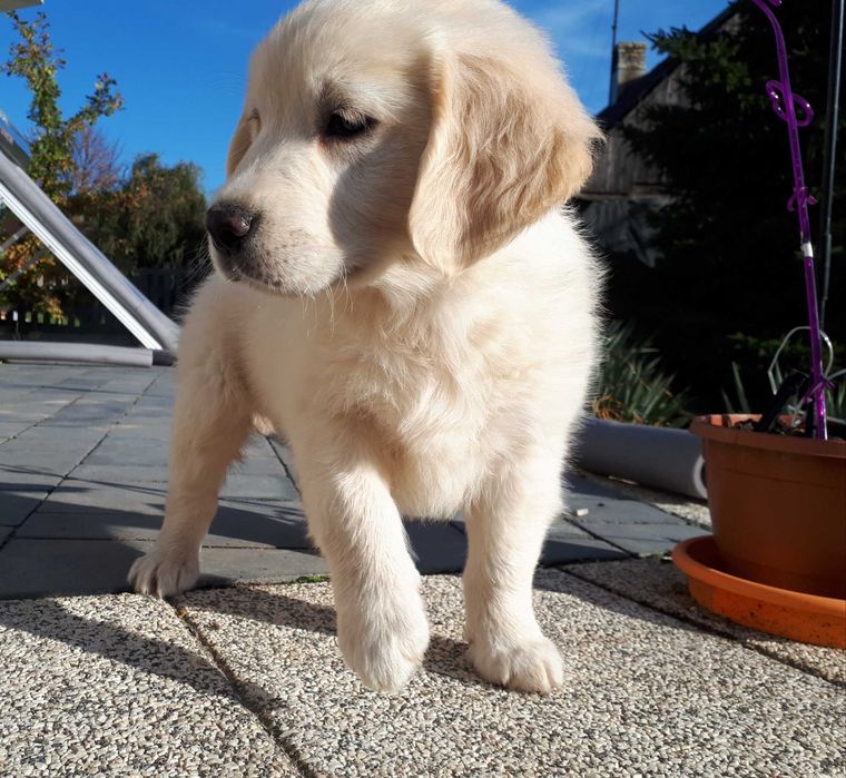 Golden Retriever rasowa suczka