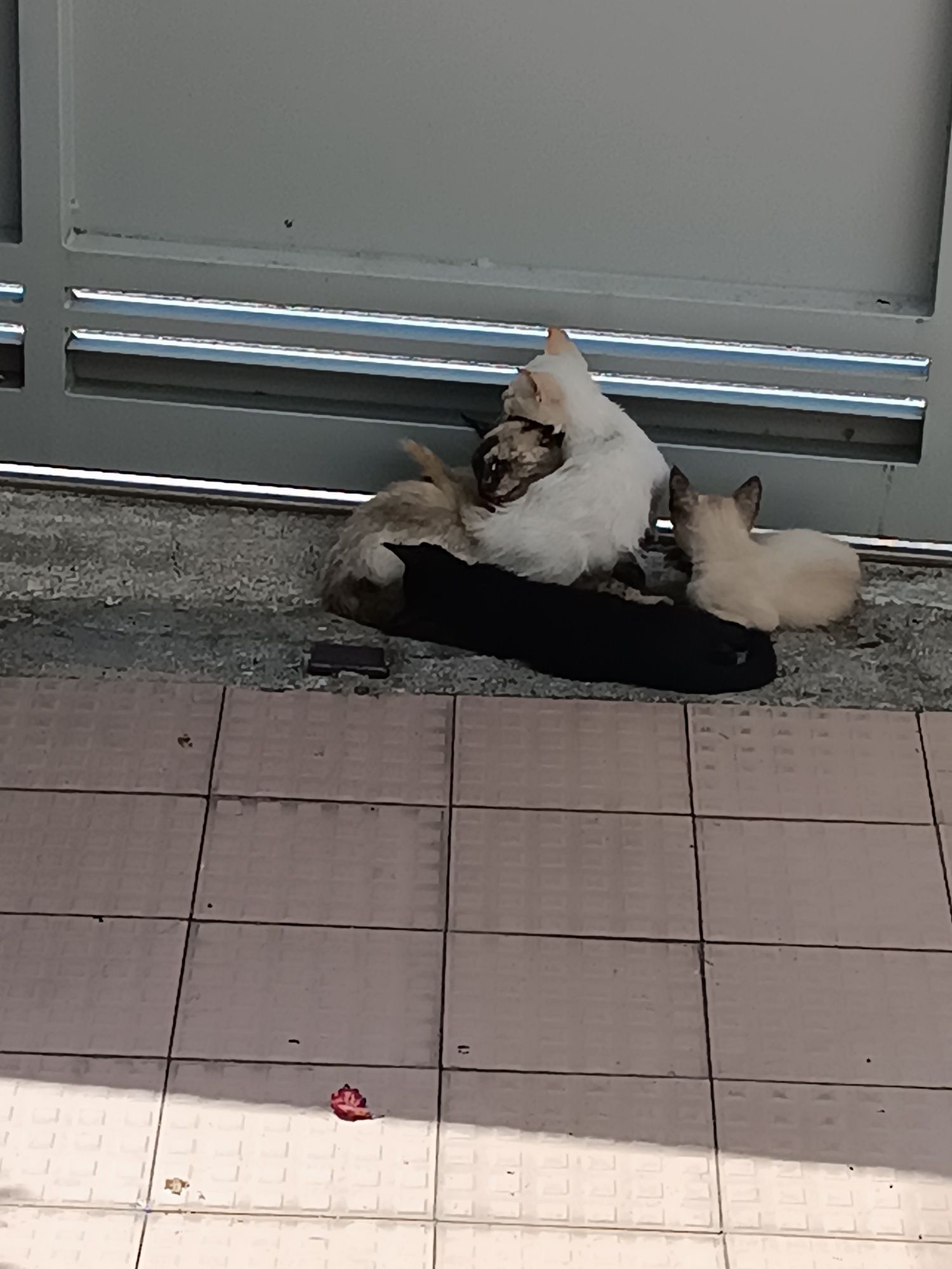 Para uma adoção responsável : gatinhos