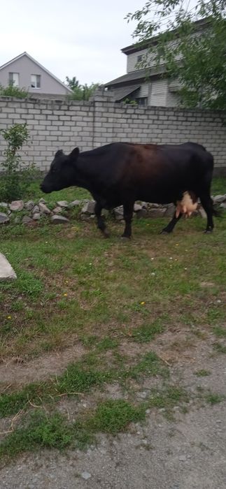 Продається тільна корова