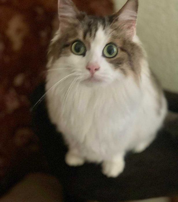 Кішка. 2 роки. В квартиру.