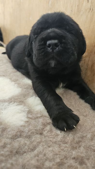 Szczeniak Cane Corso Italiano