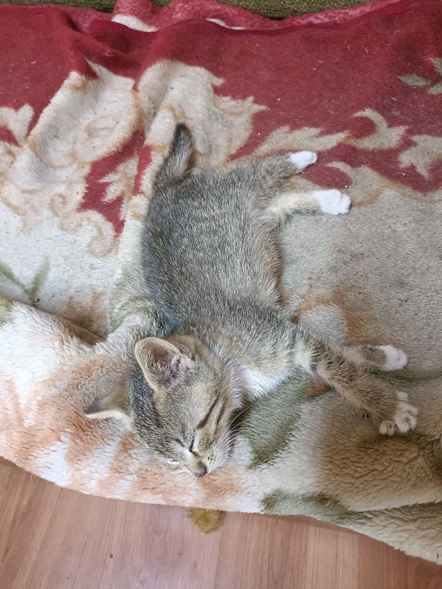 Віддам котика в добрі руки