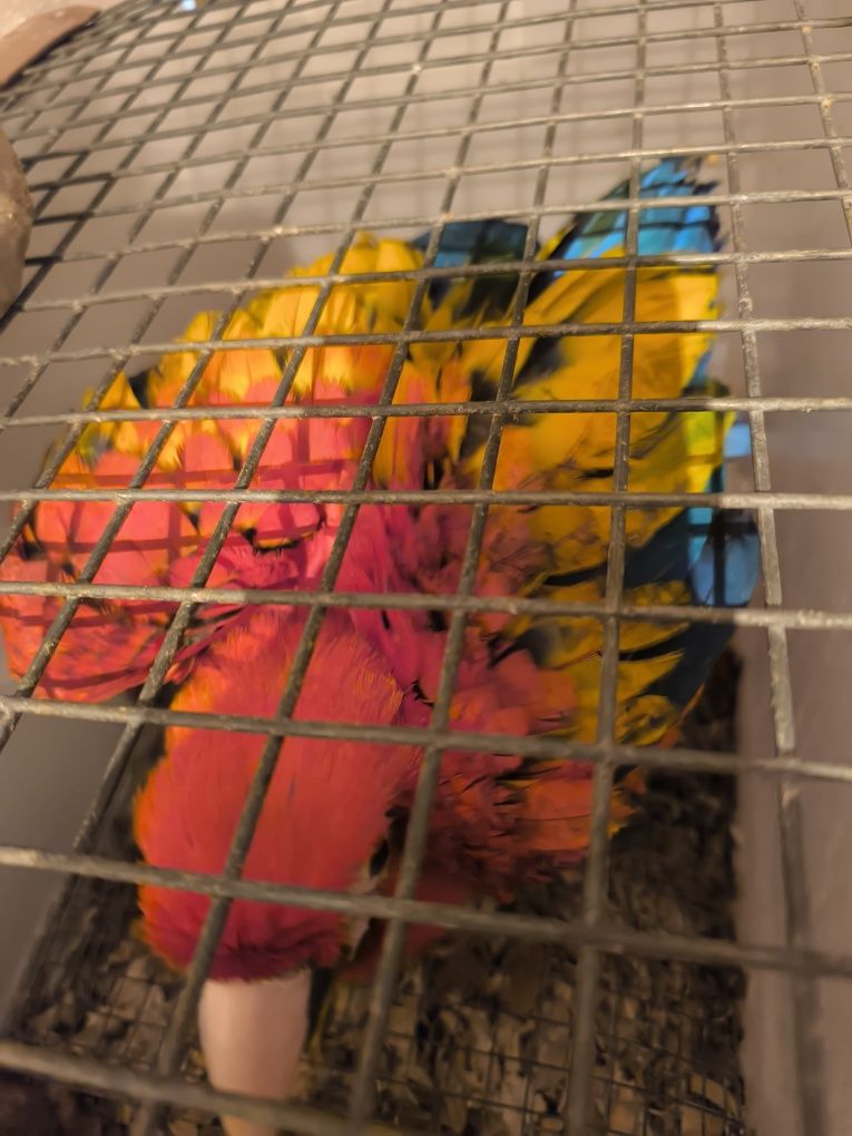 Arara Azul criada à mão