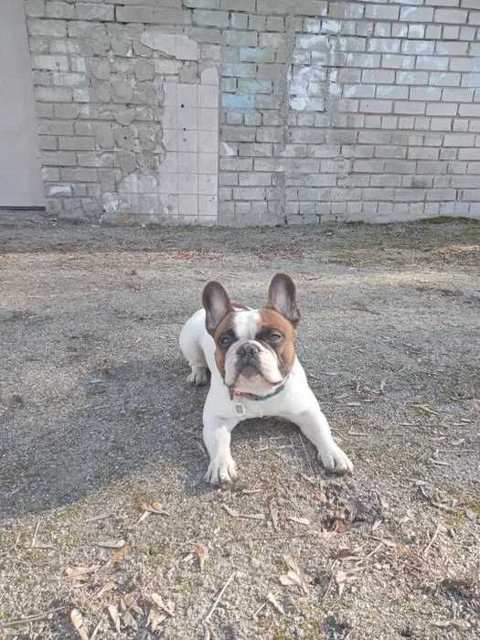 Вязка французский бульдог!Ліпше спочатку пишіть а потом дзвоніть !