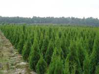 Tuja Szmaragd 100,120,140,150,160 cm! Thuja Smaragd! Sadzimy! Dowóz!