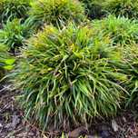 Kosmatka owłosiona 'Igel' (Luzula pilosa 'Igel')